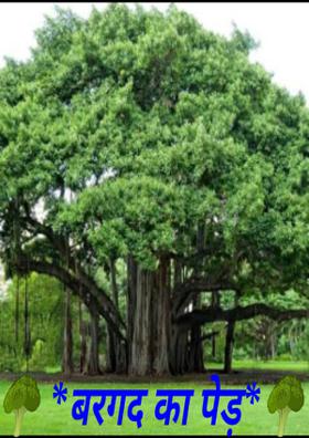 बरगद की छांव