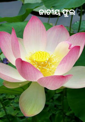 ଜାତୀୟ ଫୁଲ