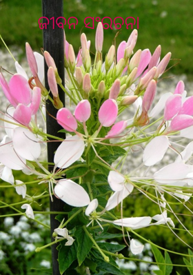 ଜୀବନ ସଂରଚନା