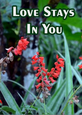 Love Stays In You