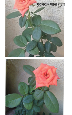 गुदमरेल श्वास तुझा