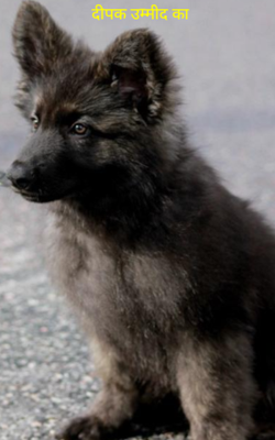 दीपक उम्मीद का