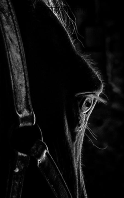 शाकाहारी मासांहारी