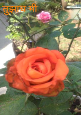 तुझाच मी