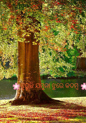 🌸ଝୁରୁଛି ଯମୁନା ଝୁରେ କଦମ୍ବ 🌸