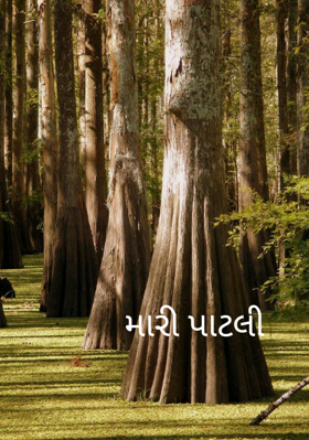 મારી પાટલી