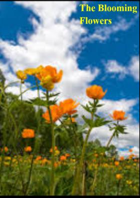 The Blooming Flowers