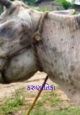 કરુણાંતિકા