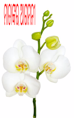 ମାତାଙ୍କର ଆଗମନୀ