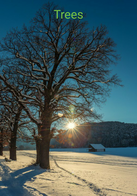 Trees