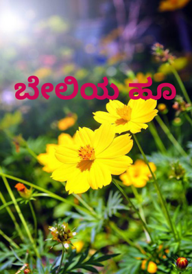 ಬೇಲಿಯ ಹೂ