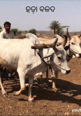 ହଡ଼ା ବଳଦ