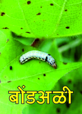 बोंडअळी