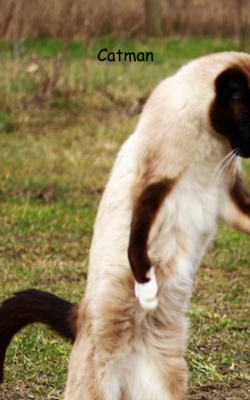 Catman