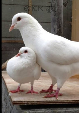 ଟୋପାଏ ଖୁସି