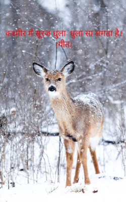 कश्मीर में सूरज धुला-धुला सा ल