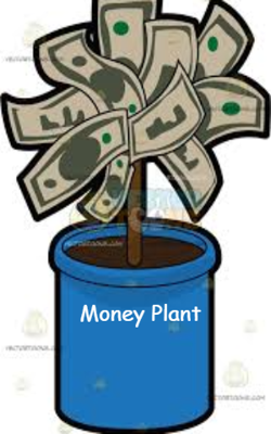 Money Plant