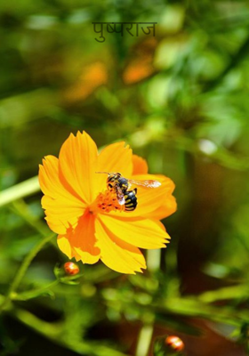 पुष्पराज