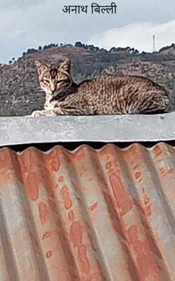 अनाथ बिल्ली