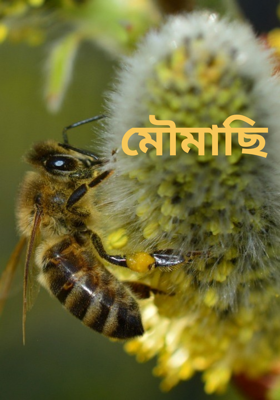 মৌমাছি