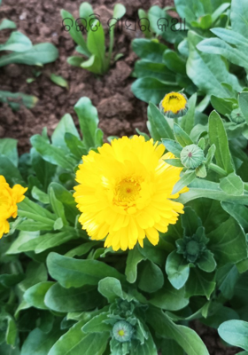 ଚଇତି ମାସର କଥା