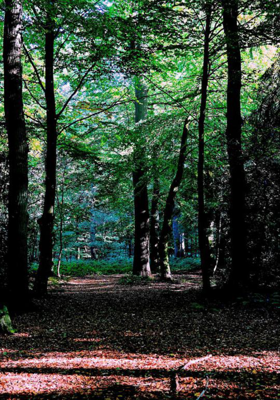 ପୁନଶ୍ଚ ସ୍ବପ୍ନ 