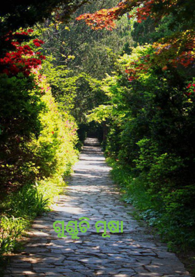 ଗୁଣ୍ଡୁଚି ମୂଷା