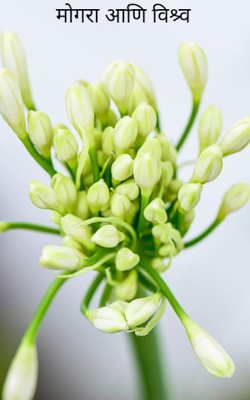 मोगरा आणि विश्र्व