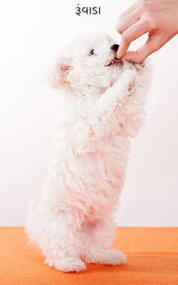 રૂંવાડા