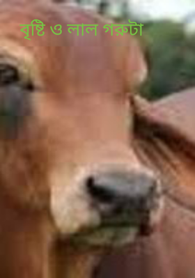বৃষ্টি ও লাল গরুটা