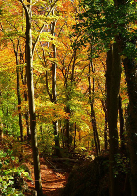 హాయిగా జీవిద్దాం 