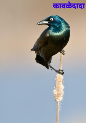 कावळेदादा