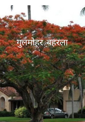 गुलमोहर बहरला