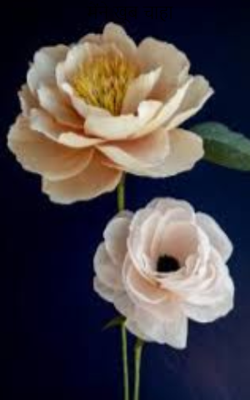 मैंने खूब चाहा