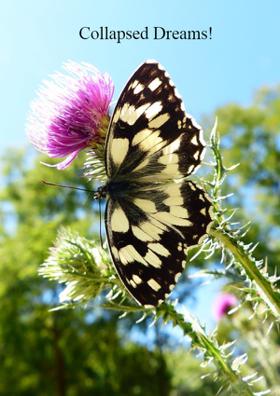 Collapsed Dreams