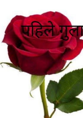 पहिले गुलाब