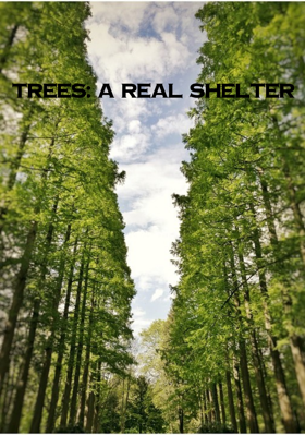 Trees: A Real Shelter