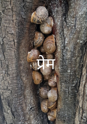  प्रेम 
