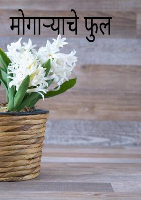 मोगऱ्याचे फुल