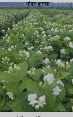 मोगरा फुलला