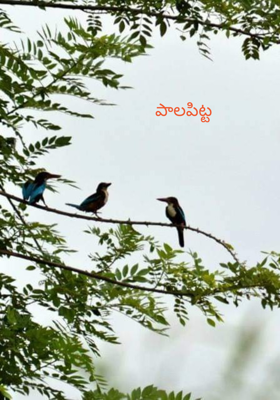 పాలపిట్ట