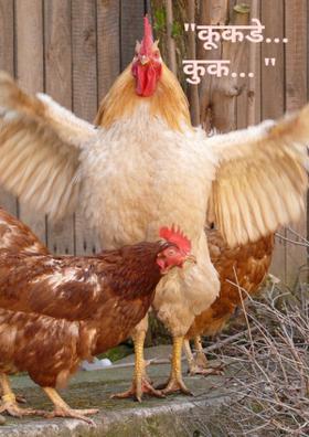 कूकड़कुकक्...