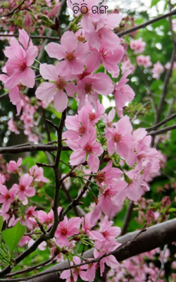 ଚିଠି ରଙ୍ଗ