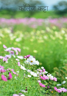 कॉलेज कट्टा