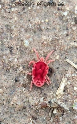 ସାଧବବୋହୁ, ମୌସୁମୀ ଓ ରଜ