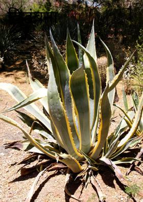 विडंबना