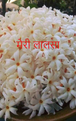 मेरी लालसा