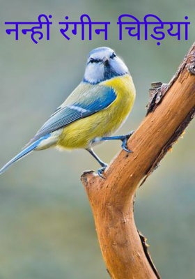 नन्हीं रंगीन चिड़ियां