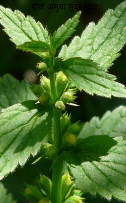 गोवा अमुचा सुंदर सुंदर
