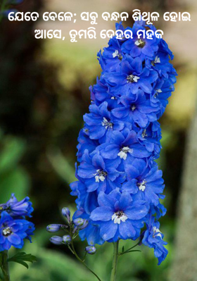 ଯେତେ ବେଳେ ସବୁ ବନ୍ଧନ